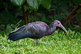 Green Ibis